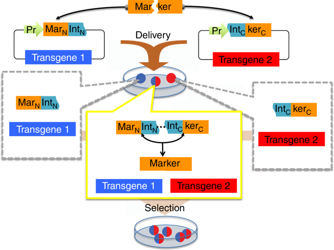 split-selectable-markers-nature-communications-x-mol