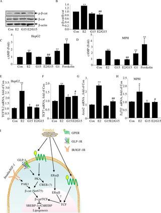 The Developmental Wnt Signaling Pathway Effector B Catenin Tcf Mediates Hepatic Functions Of The Sex Hormone Estradiol In Regulating Lipid Metabolism Plos Biology X Mol