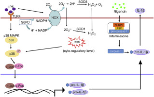 Impaired Inflammasome Activation And Bacterial Clearance In G6pd Deficiency Due To Defective Nox P38 Mapk Ap 1 Redox Signaling Redox Biology X Mol