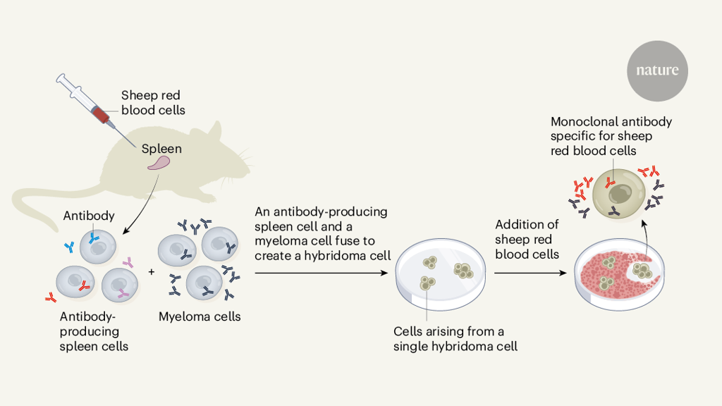 The Advent And Rise Of Monoclonal Antibodies Nature X Mol