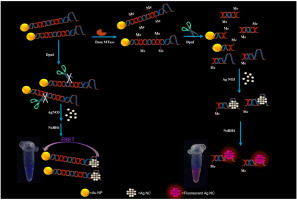 A Signal-on Fluorescence Based Biosensing Platform For Highly Sensitive ...