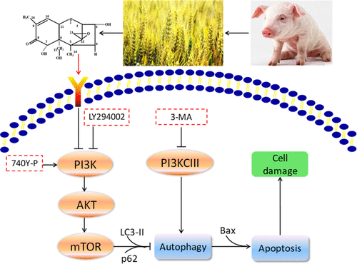 Deoxynivalenol Induced Cytotoxicity And Apoptosis In Ipec J2 Cells Through The Activation Of Autophagy By Inhibiting Pi3k Akt Mtor Signaling Pathway Acs Omega X Mol