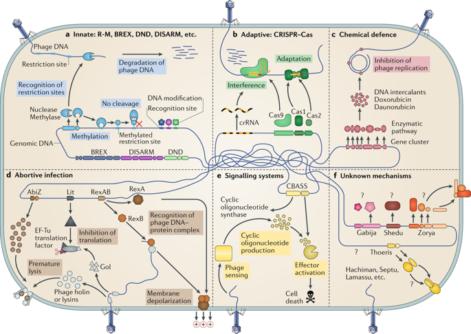 The Pan-immune System Of Bacteria: Antiviral Defence As A Community ...