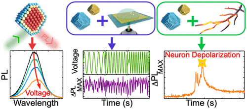 All Optical Detection Of Neuronal Membrane Depolarization In Live Cells Using Colloidal Quantum Dots Nano Lett X Mol