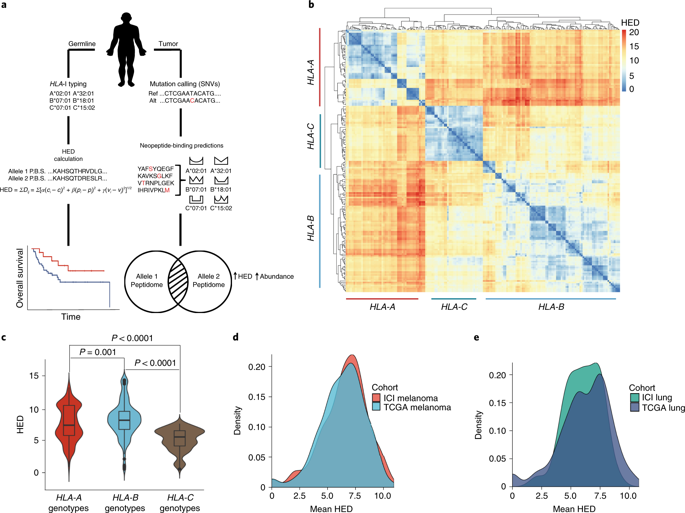 Evolutionary Divergence Of Hla Class I Genotype Impacts Efficacy Of Cancer Immunotherapy Nature Medicine X Mol