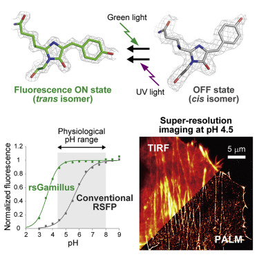 Acid-Tolerant Reversibly Switchable Green Fluorescent Protein For Super ...