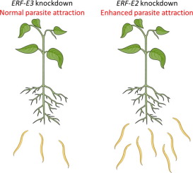 乙烯反应因子 Erf 基因调 节植物根系分泌物的组成和植物寄生线虫的吸引力 International Journal For Parasitology X Mol