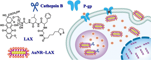 Gold Nanorods Functionalized With Cathepsin B Targeting Peptide And ...