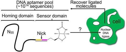 An In Vitro Selection Strategy Identifying Naked DNA That Localizes To Cell Nuclei Journal Of