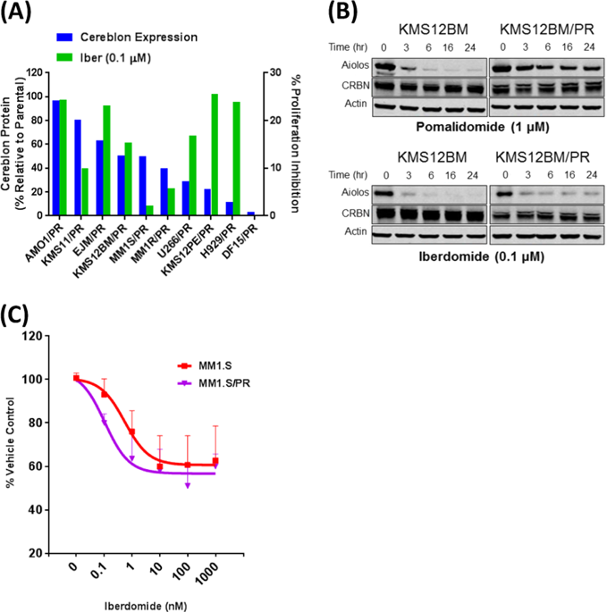 Iberdomide Cc 220 Is A Potent Cereblon E3 Ligase Modulator With