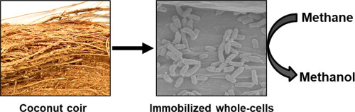 固定在椰子壳上的甲烷营养菌将甲烷生物转化为甲醇 Bioresource Technology X Mol