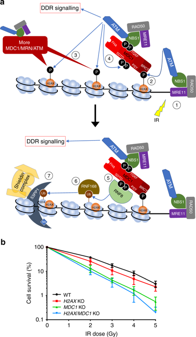 MDC1 PST 重复区域促进组蛋白H2AX 独立染色质结合和DNA 损伤耐受性 