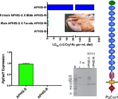 Reduced Cadherin Expression Associated With Resistance To Bt Toxin Cry1ac In Pink Bollworm Pest Management Science X Mol