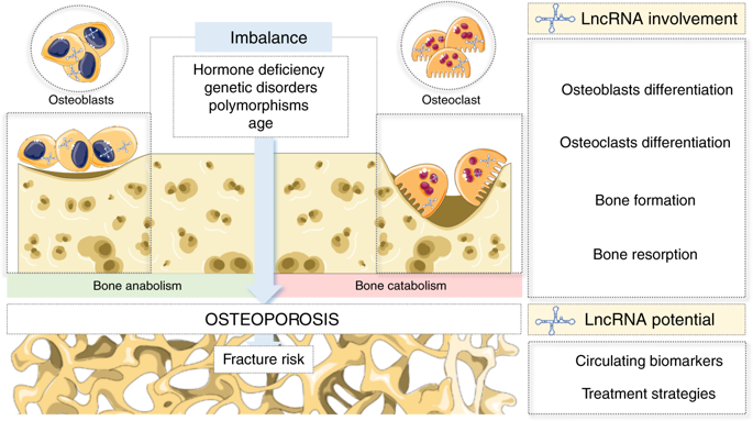 Osteoporosis research papers