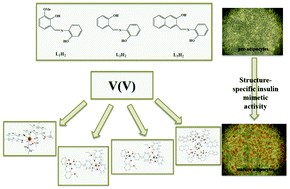 V V Schiff Base Species Induce Adipogenesis Through Structure Specific Influence Of Genetic Targets New Journal Of Chemistry X Mol