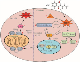 Monobutyl phthalate (MBP) can dysregulate the antioxidant system and ...