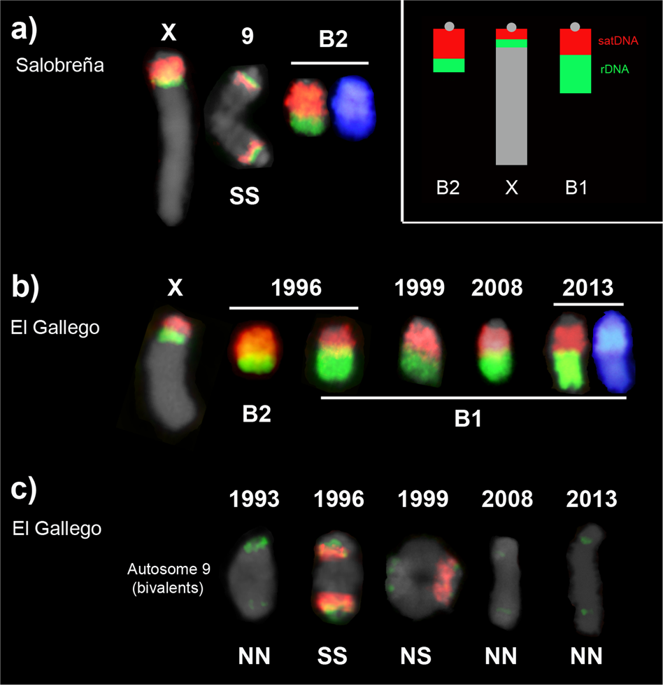 Interpopulation Spread Of A Parasitic B Chromosome Is Unlikely Through ...