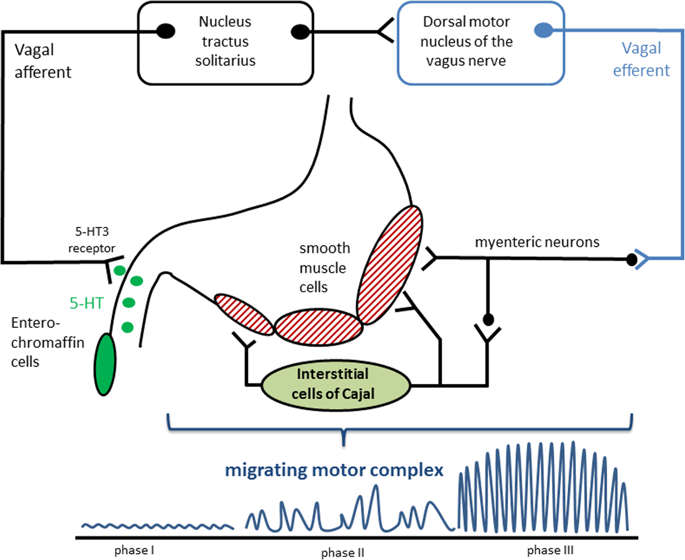 dysphagia-reflux-and-related-sequelae-due-to-altered-physiology-in