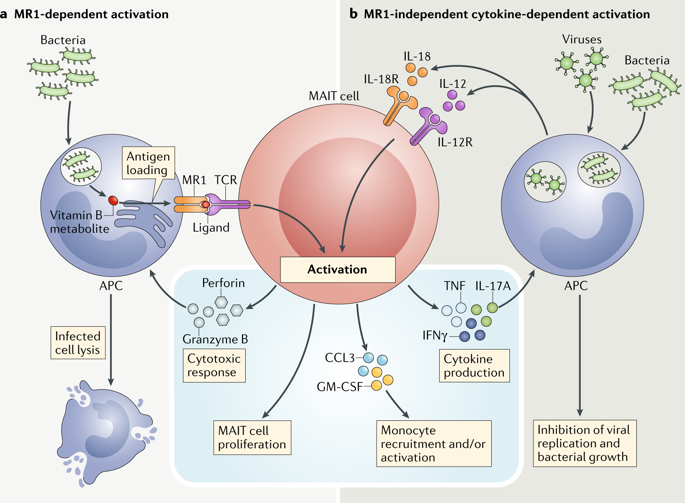 Mucosal-associated Invariant T Cells And Disease.,Nature Reviews ...