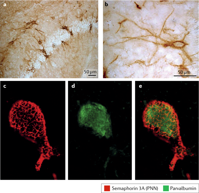 The Roles Of Perineuronal Nets And The Perinodal Extracellular Matrix