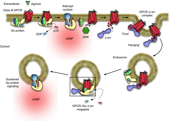 Structure Of An Endosomal Signaling GPCR-G Protein-β-arrestin ...