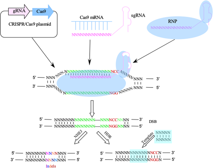 CRISPR/Cas9 – An Evolving Biological Tool Kit For Cancer Biology And ...