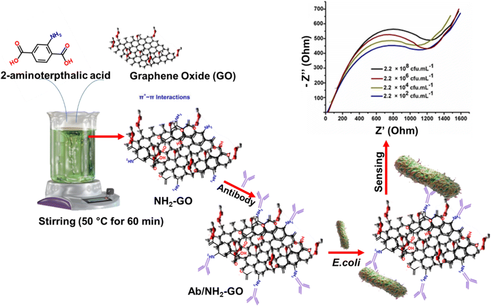 A Graphene Electrode Functionalized With Aminoterephthalic Acid For Impedimetric Immunosensing Of Escherichia Coli Microchimica Acta X Mol