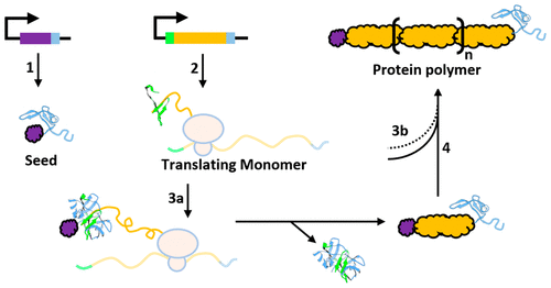 seeded-chain-growth-polymerization-of-proteins-in-living-bacterial