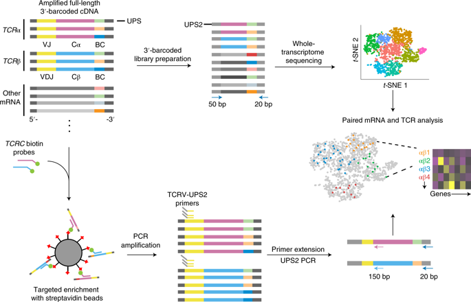 TCR Sequencing Paired With Massively Parallel 3' RNA-seq Reveals ...