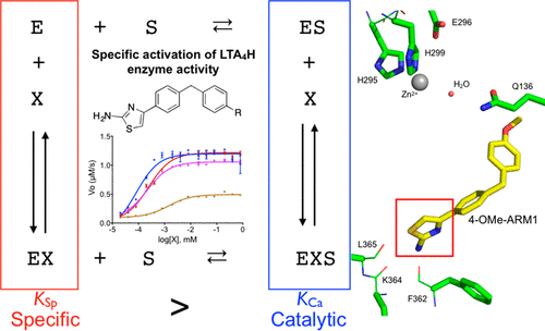 Effect Of Modifier Structure On The Activation Of Leukotriene Hydrolase Aminopeptidase Activity Journal Of Medicinal Chemistry X Mol