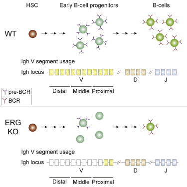 Erg Controls B Cell Development By Promoting Igh V To Dj Recombination Cell Reports X Mol