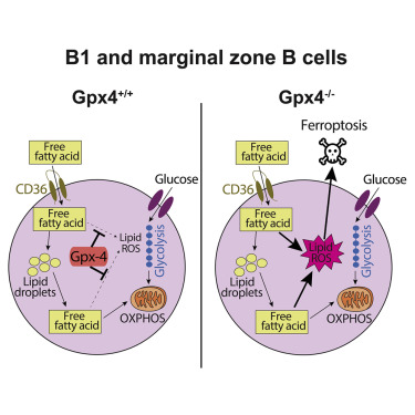 B1 And Marginal Zone B Cells But Not Follicular B2 Cells Require Gpx4 ...