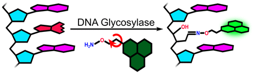 Ultrafast Oxime Formation Enables Efficient Fluorescence Light Up Measurement Of Dna Base