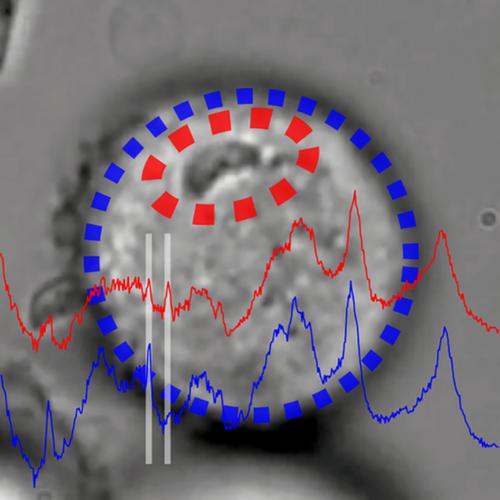 induction-and-measurement-of-the-early-stage-of-a-host-parasite-interaction-using-a-combined