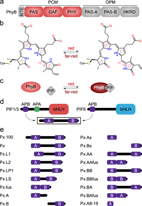 Deconstructing And Repurposing The Light-regulated Interplay Between ...