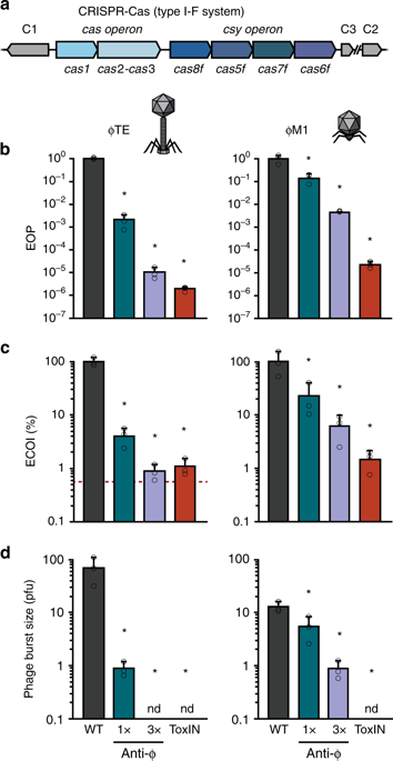 Type I F Crispr Cas Resistance Against Virulent Phages Results In Abortive Infection And Provides Population Level Immunity Nature Communications X Mol