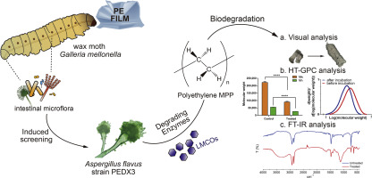 Biodegradation Of Polyethylene Microplastic Particles By The Fungus Aspergillus Flavus From The Guts Of Wax Moth Galleria Mellonella Science Of The Total Environment X Mol