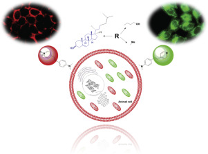 Imaging Mitochondria And Plasma Membrane In Live Cells Using Solvatochromic Styrylpyridines ...