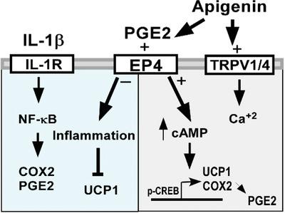 Apigenin Reverses Interleukin 1b Induced Suppression Of Adipocyte