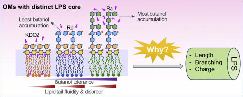 Bacterial Lipopolysaccharide Core Structures Mediate Effects Of Butanol ...