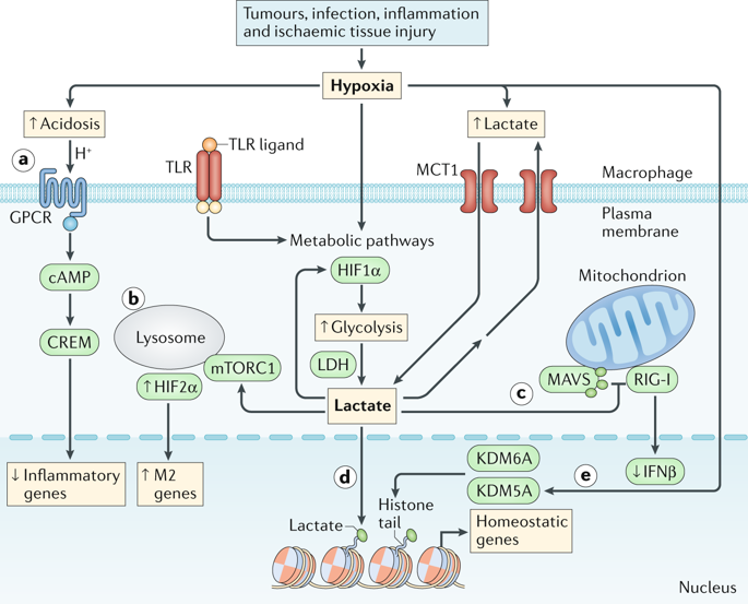 The Hypoxia-lactate Axis Tempers Inflammation.,Nature Reviews ...