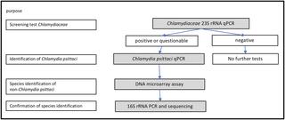 Survey On Chlamydiaceae In Cloacal Swabs From Swiss Turkeys Demonstrates Absence Of Chlamydia Psittaci And Low Occurrence Of Chlamydia Gallinacean X Mol