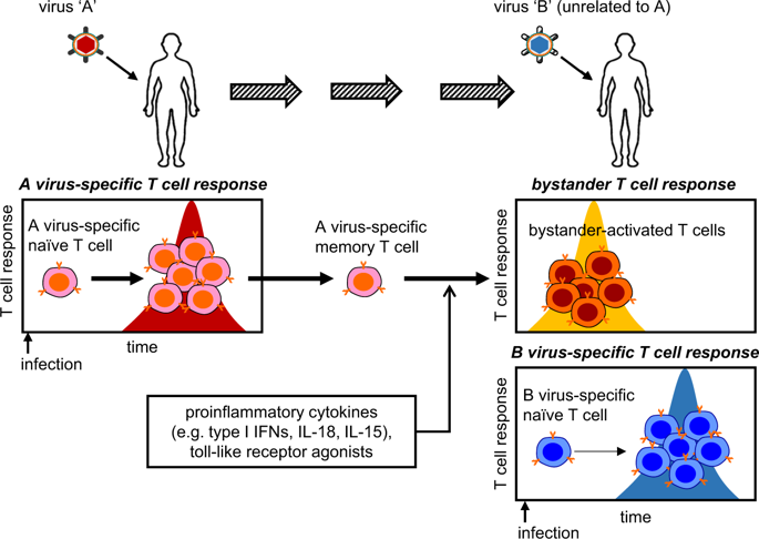 The Activation Of Bystander CD T Cells And Their Roles In Viral Infection Experimental