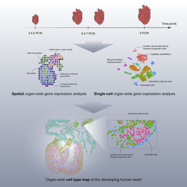 A Spatiotemporal Organ-Wide Gene Expression And Cell Atlas Of The ...