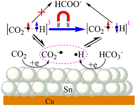 Effective Magnetic Field Regulation Of The Radical Pair Spin States In ...