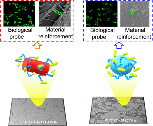 Designing Highly Luminescent Cellulose Nanocrystals With Modulated ...