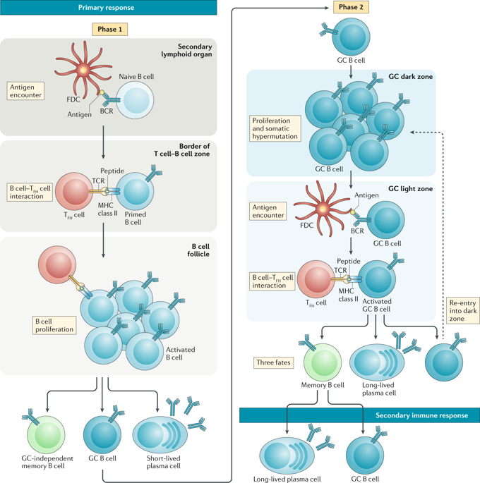 Switched Memory B Cells At Dorothy Lamarr Blog