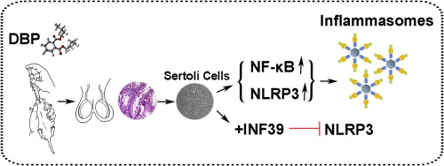 Exposure Of Dbp In Gestation Induces Inflammation Of Testicular Sertoli Cells In Progeny By