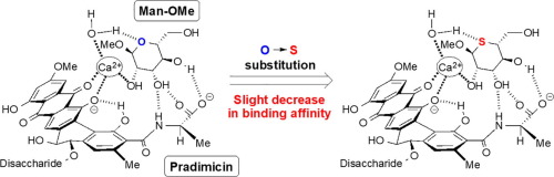 the-endocyclic-oxygen-atom-of-d-mannopyranose-is-involved-in-its