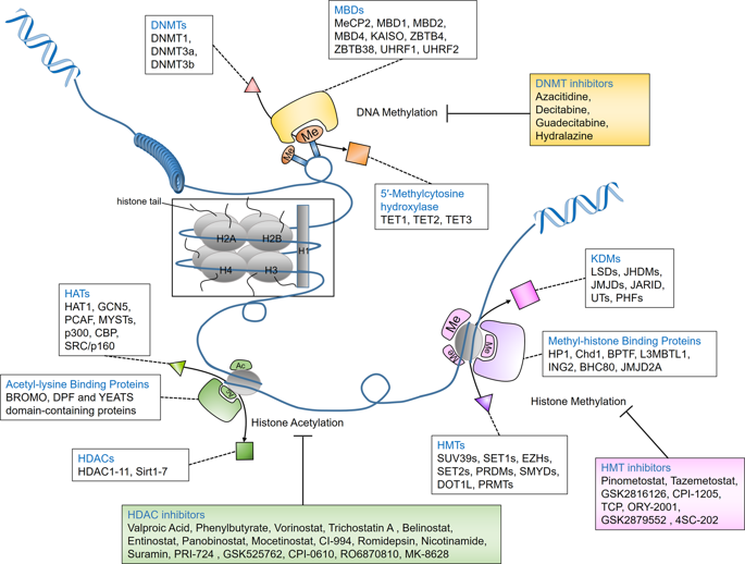 Targeting regulators for cancer therapy mechanisms and